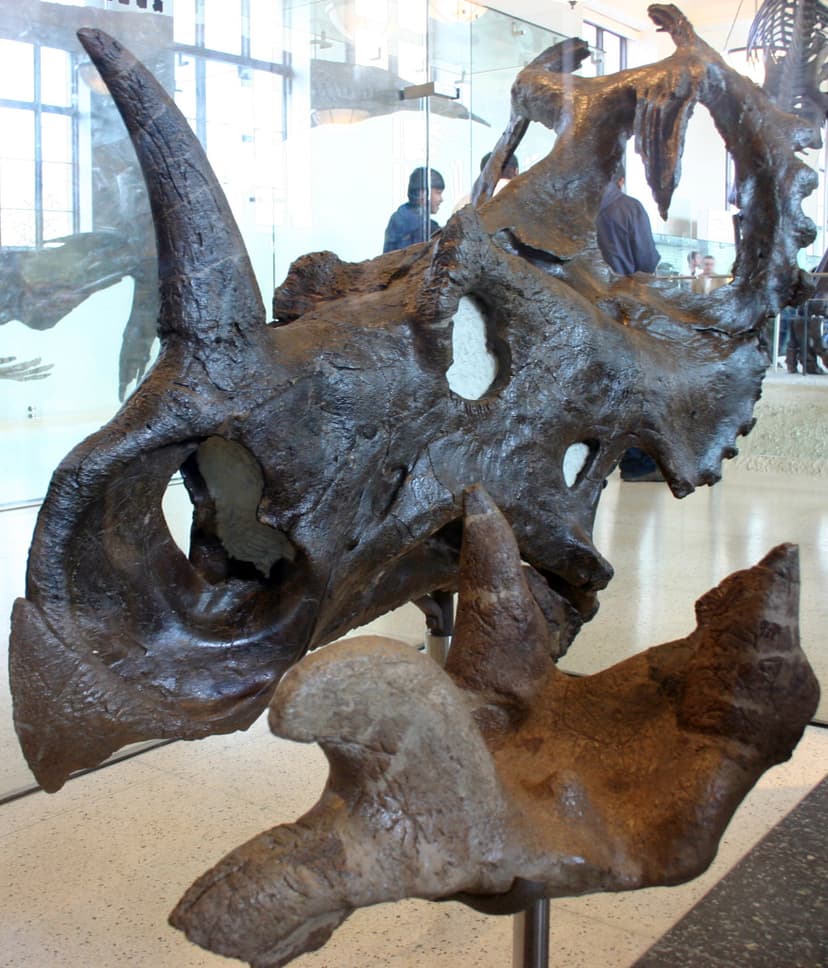 File:Centrosaurus apertus.jpg - Wikimedia Commons