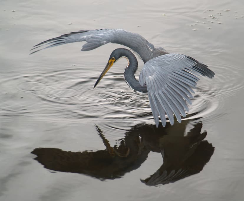 File:Heron tricol 01.JPG - Wikimedia Commons
