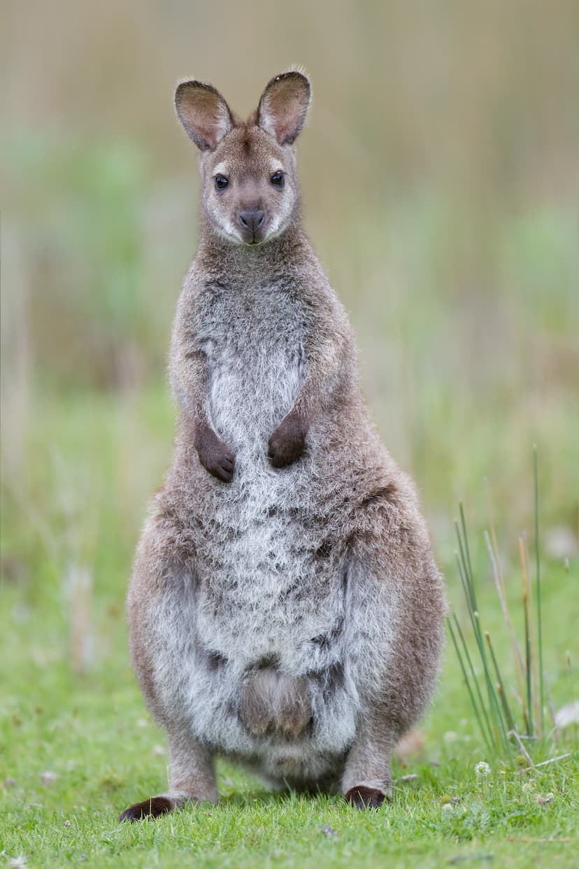 File:Macropus rufogriseus rufogriseus Bruny.jpg - Wikipedia