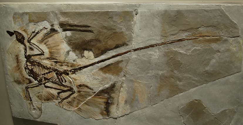 Archaeoraptor - Wikipedia