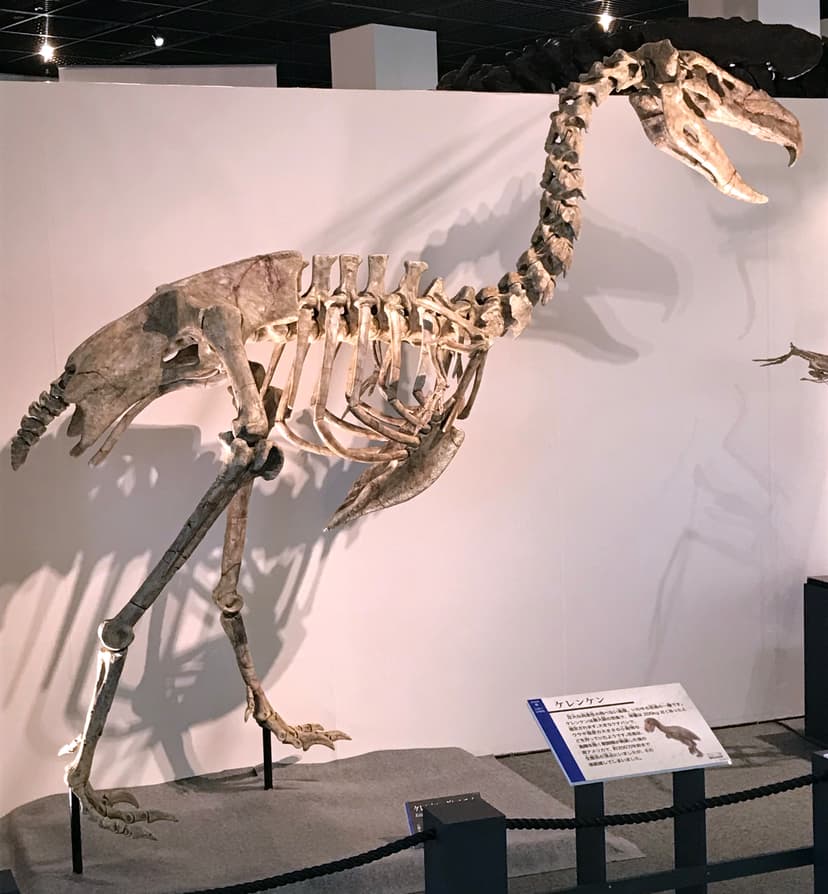 File:Kelenken skeleton.jpg - Wikipedia