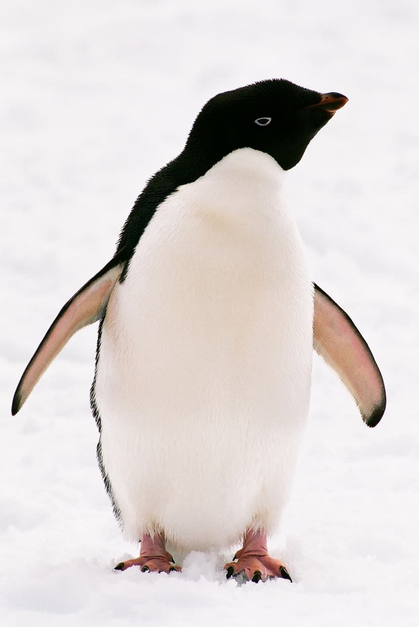 File:Adeliepinguin-01.jpg - Wikipedia
