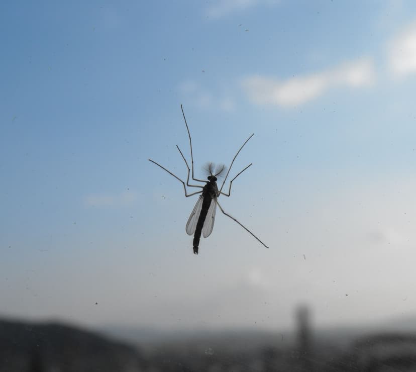 File:Mosquito (Culicidae).jpg - Wikimedia Commons