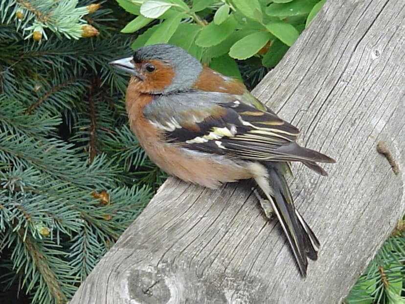 File:Fringilla coelebs (Zieba) male.jpg - Wikimedia Commons