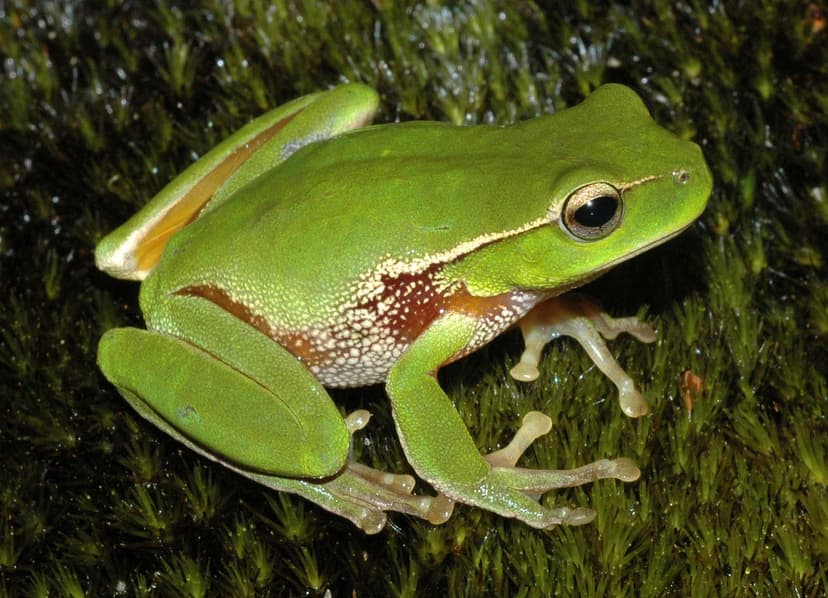 Portal:Amphibians and reptiles/Selected picture - Wikipedia