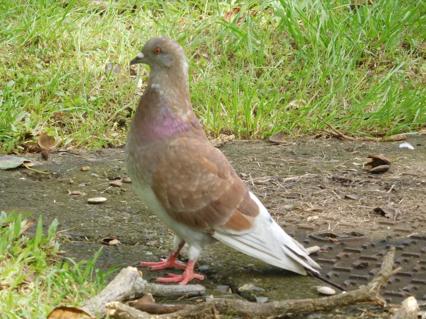 File:Pigeon (Columbidae).jpg - Wikimedia Commons
