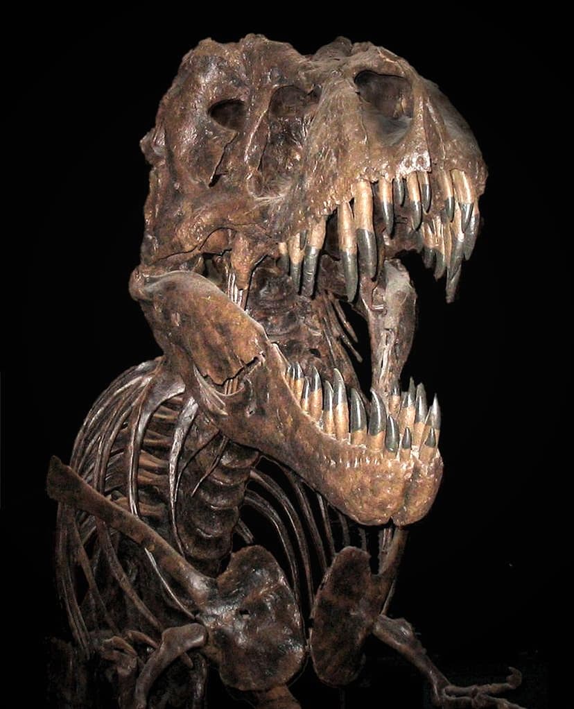 File:Trex edited.jpg - Wikipedia
