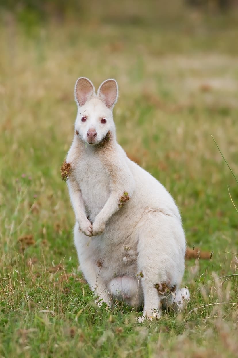 File:Albino Macropus rufogriseus rufogriseus.jpg - Wikipedia