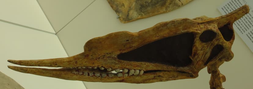 File:Dsungaripterus weii skull 34.jpg - Wikimedia Commons