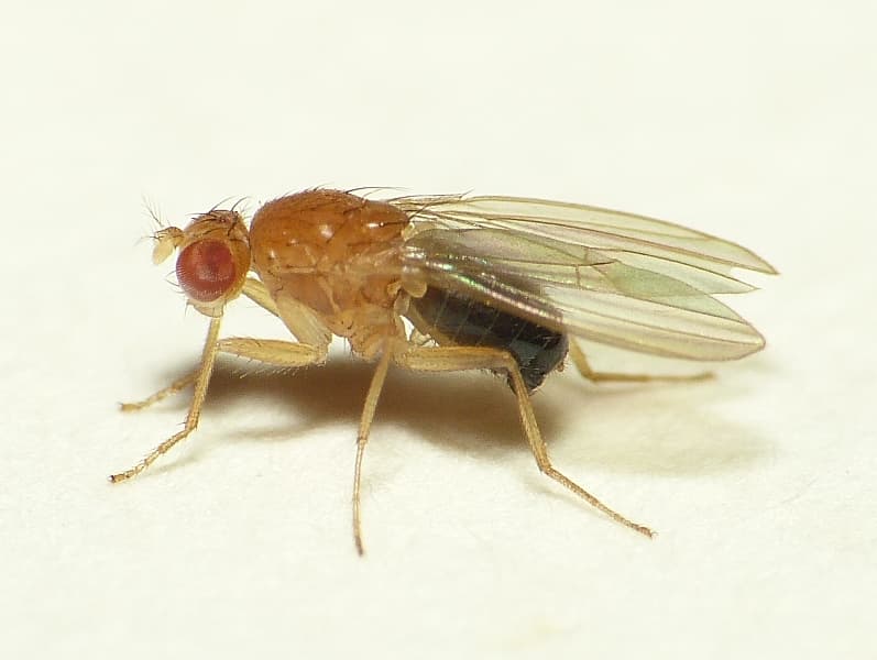 File:Lordiphosa andalusiaca.jpg - Wikipedia