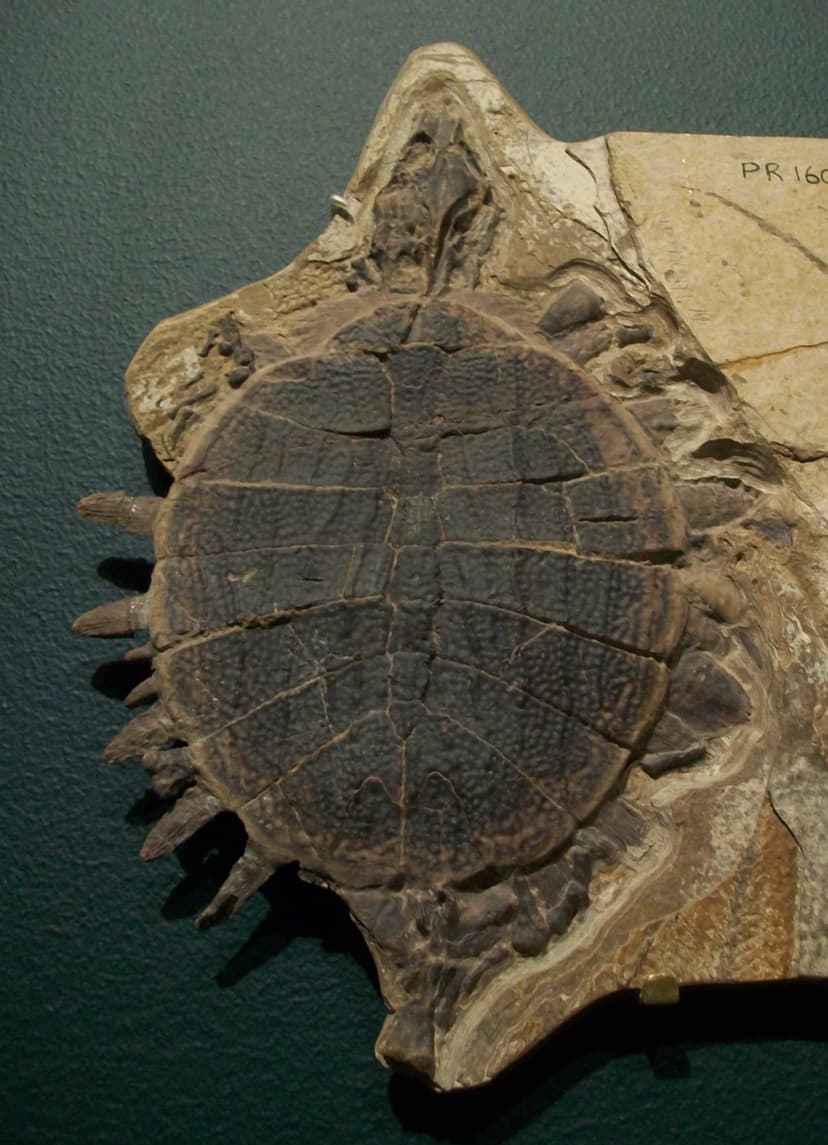 File:Plastomenus sp.jpg - Wikipedia