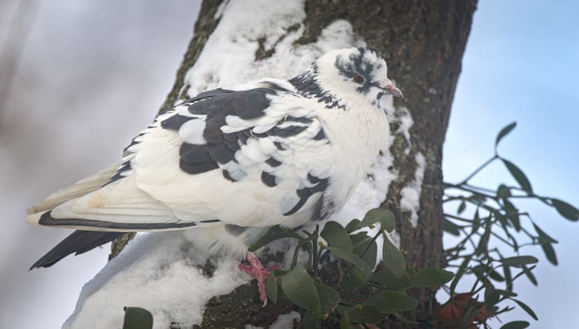 File:Camouflage (50978679236).jpg - Wikimedia Commons