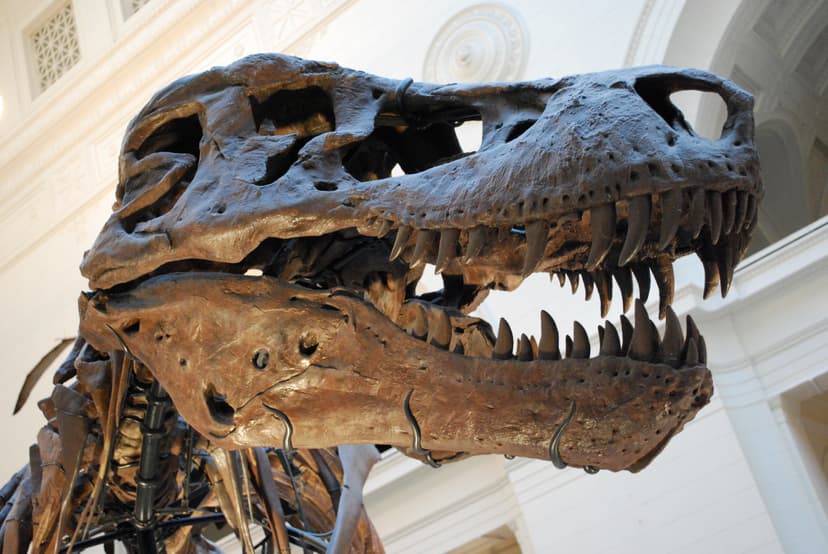 File:Sue TRex Replica Skull.JPG - Wikipedia