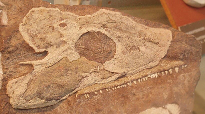 File:Acanthostega.JPG - Wikimedia Commons