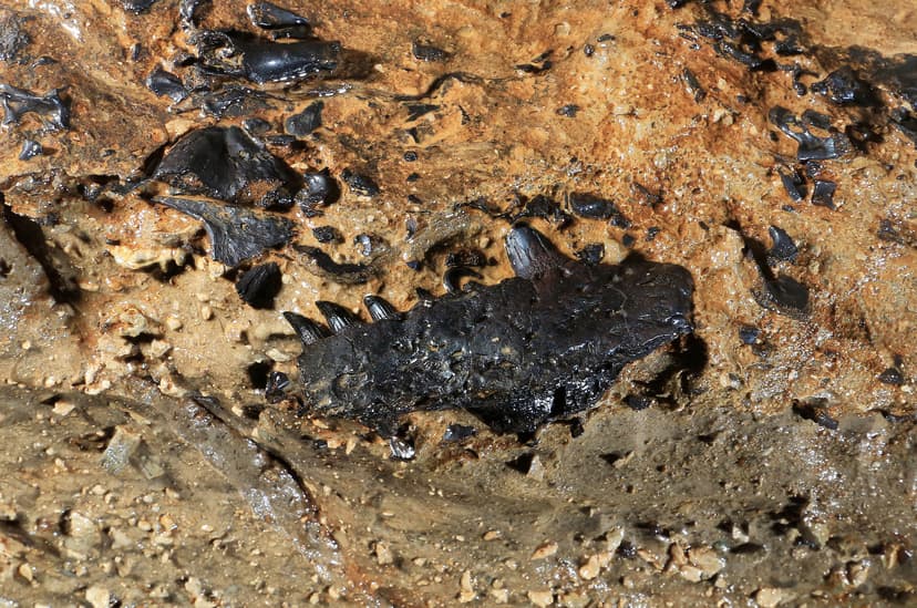 File:Early tetrapod fossil in cave.jpg - Wikimedia Commons