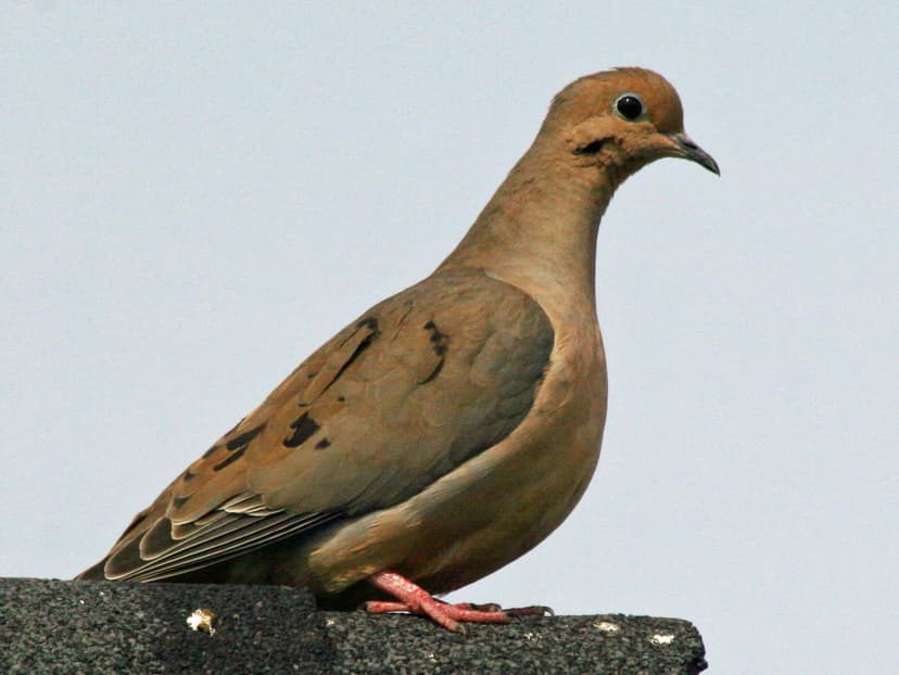 File:Mourning Dove (Zenaida macroura) RWD.jpg - Wikimedia Commons