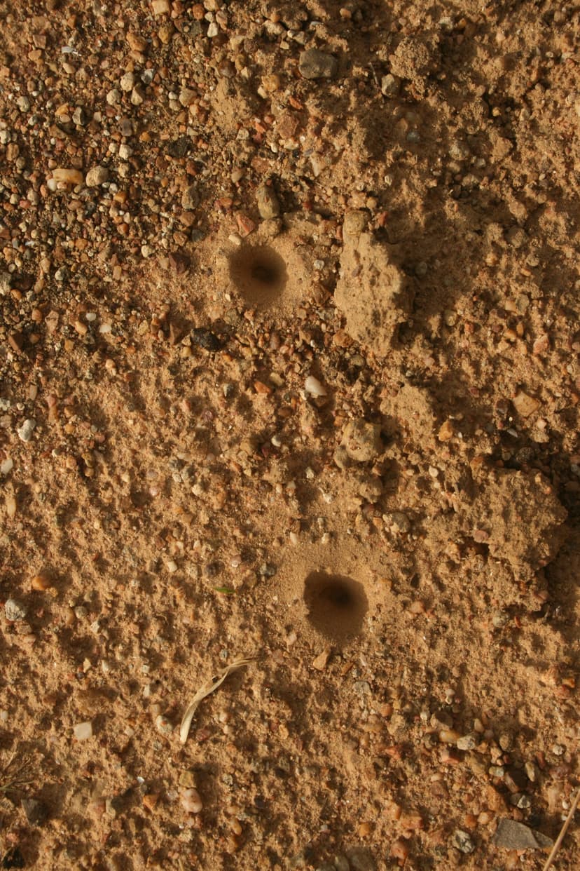 File:Antlion larva pit trap IMG 6507.jpg - Wikimedia Commons