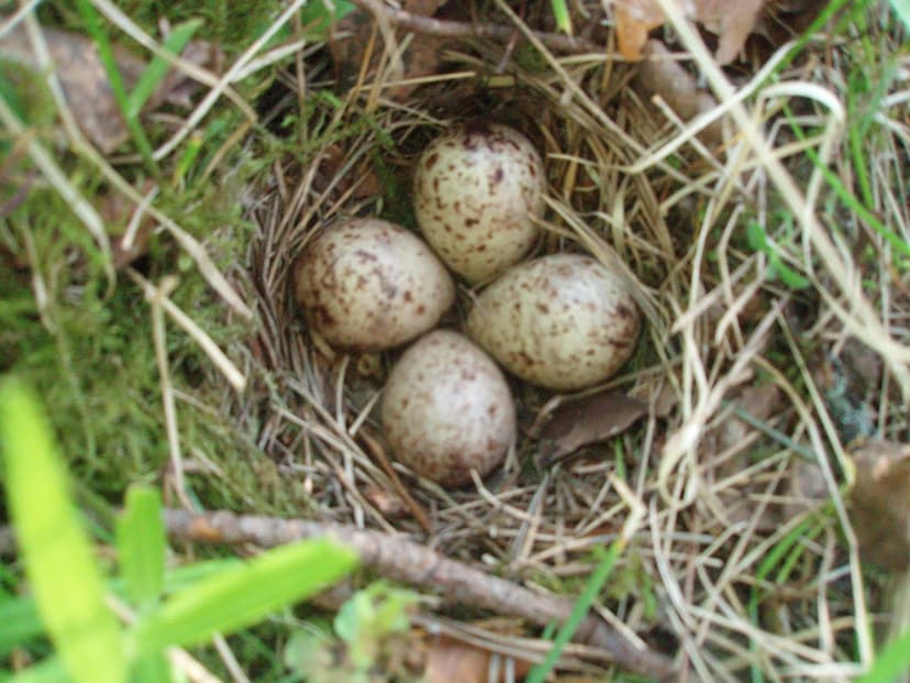Datei:SPnest.jpg – Wikipedia