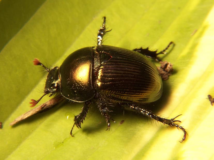 File:Geotrupes egeriei.jpg - Wikipedia