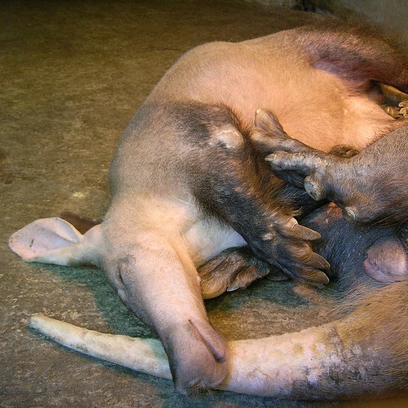 File:Orycteropus afer.jpg - Wikipedia