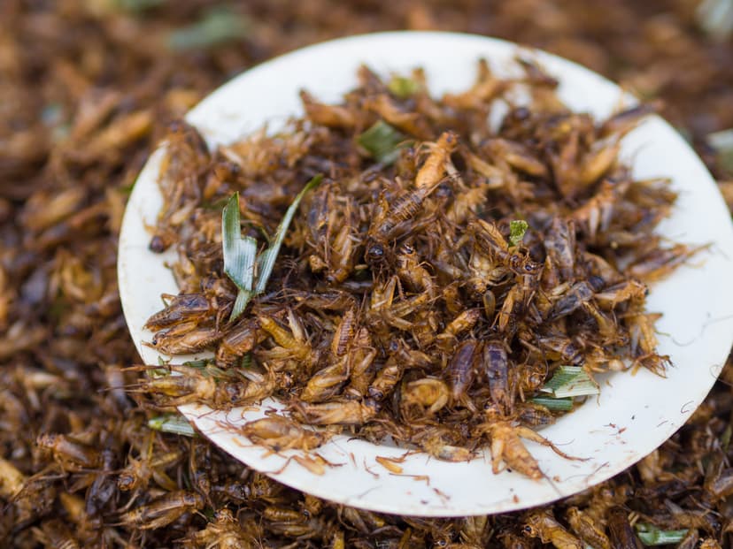 Cricket (insect) - Wikipedia
