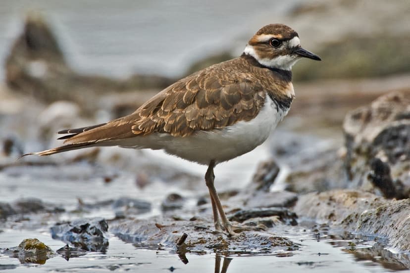 File:Killdeer.jpg - Wikimedia Commons
