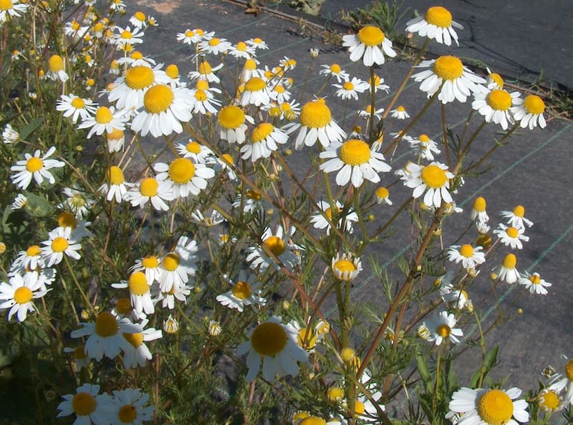 File:Matricaria recutita g3.jpg - Wikimedia Commons