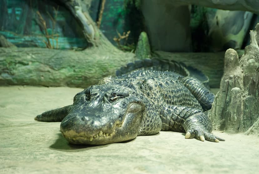 File:Alligator mississippiensis.jpg - Wikimedia Commons