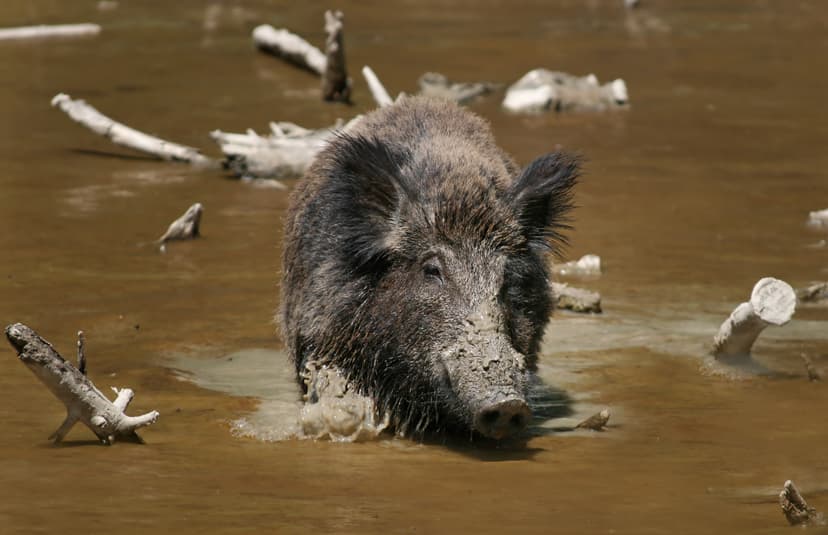 File:Wild Boar Habbitat 3.jpg - Wikipedia