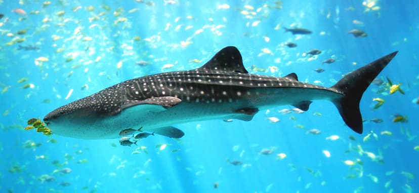 File:Whale shark Georgia aquarium.jpg - Wikipedia