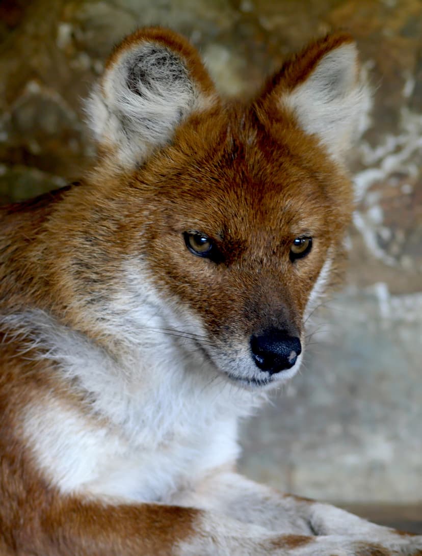 File:Dhole.jpg - Wikipedia