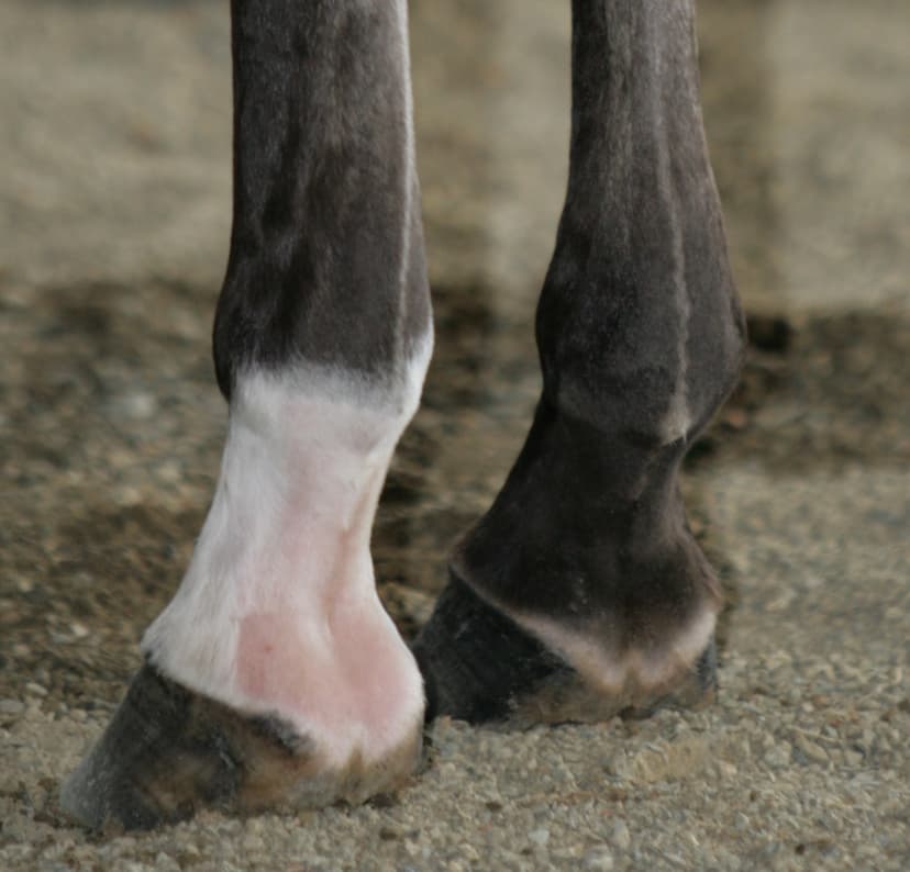 File:Pasterns.jpg - Wikimedia Commons