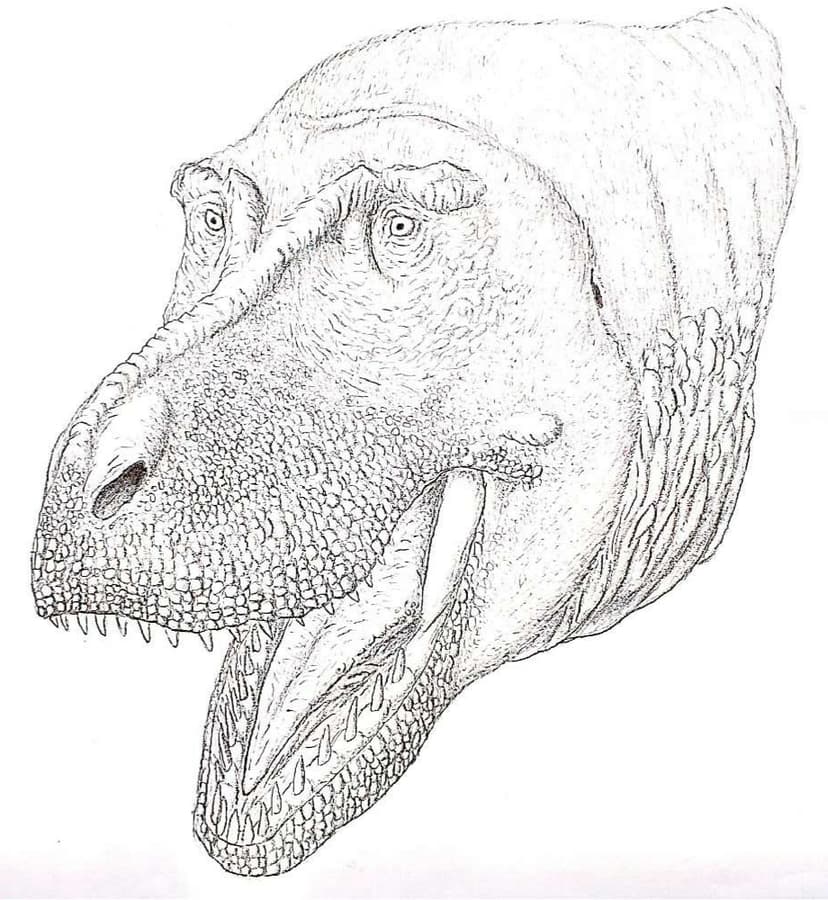 File:Tyrannosaurus rex head reconstruction.jpg - Wikimedia Commons