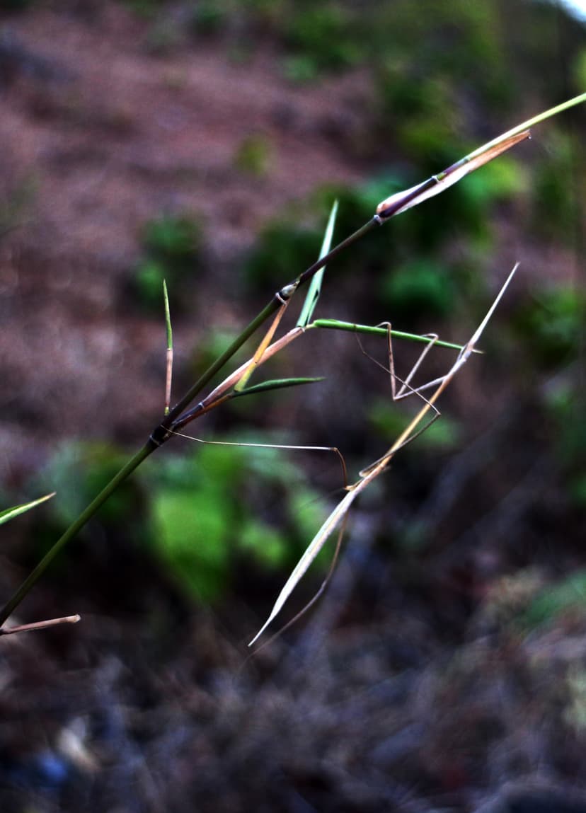 File:Fascinating facts on stick insect.jpg - Wikimedia Commons