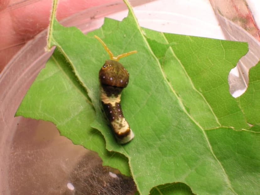 Eʼelyaaígíí:Osmeterium.JPG - Wikiibíídiiya