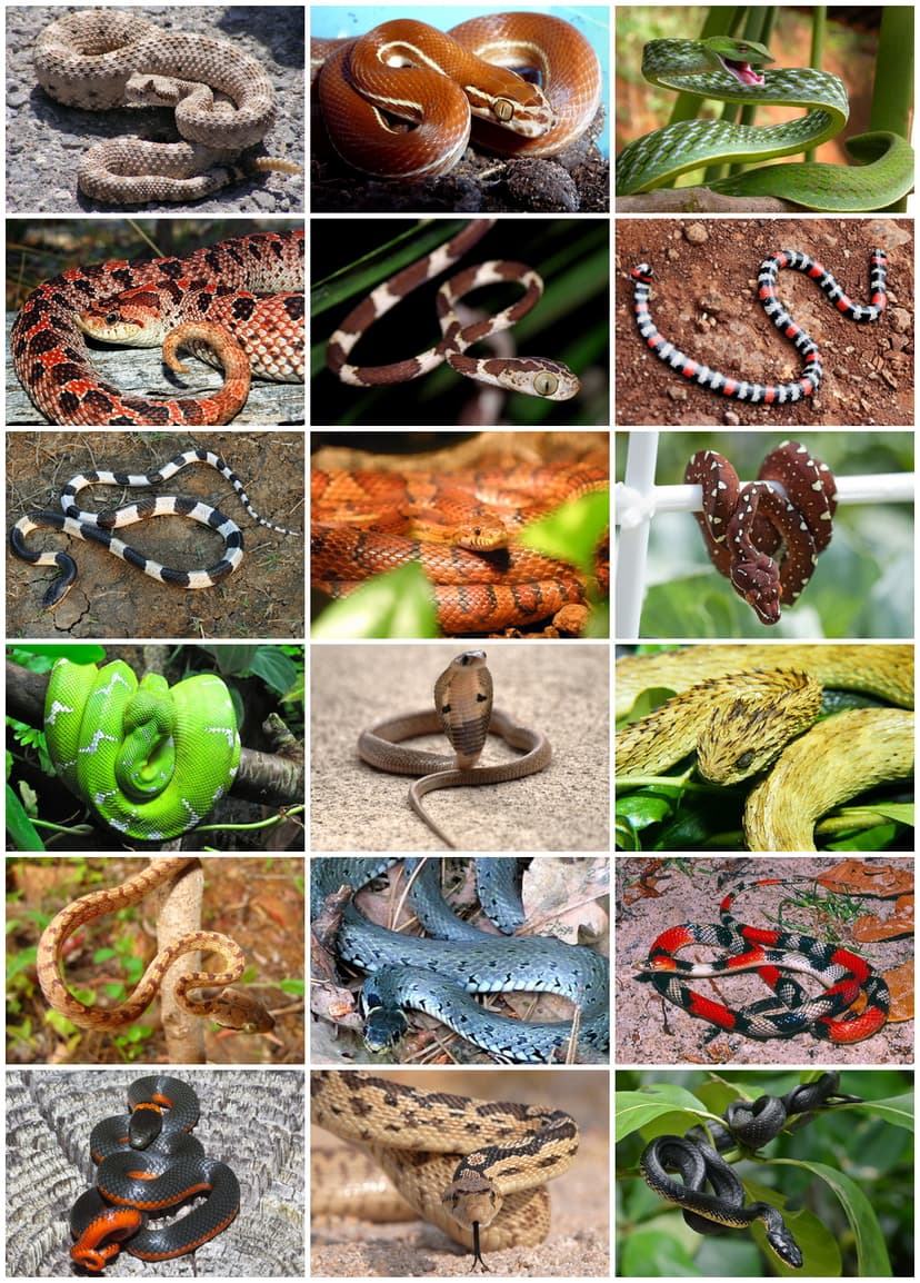 File:Snakes Diversity.jpg - Wikipedia