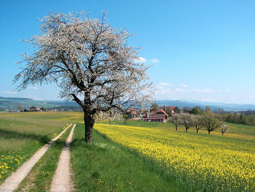 File:Frühlingslandschft Aaretal Schweiz.jpg - Wikimedia Commons