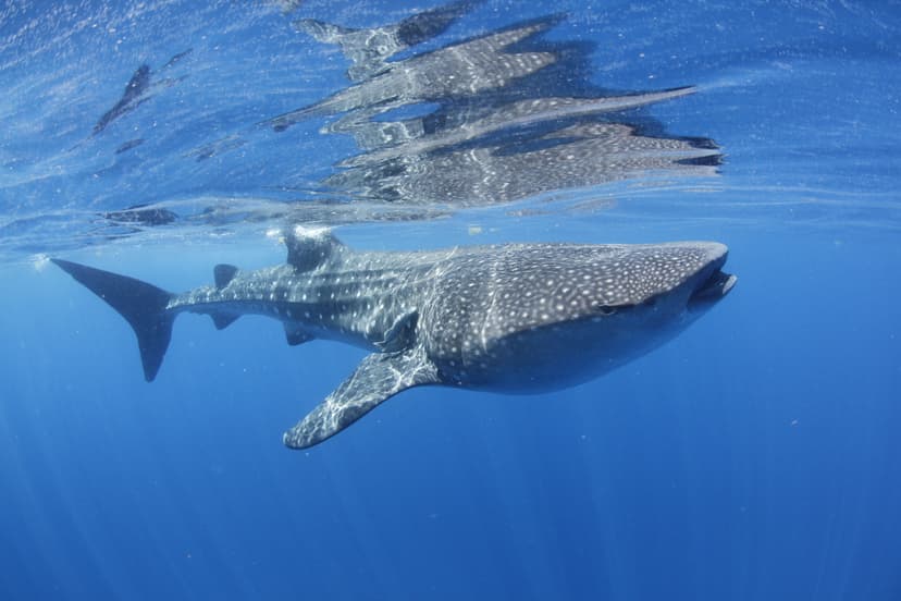 File:Whale shark at Isla Mujeres.jpg - Wikimedia Commons