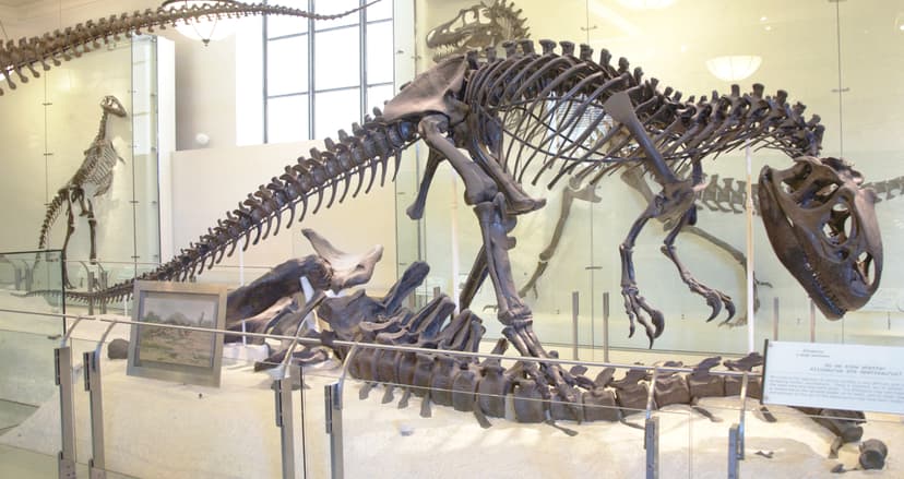 File:AMNH Allosaurus.jpg - Wikipedia