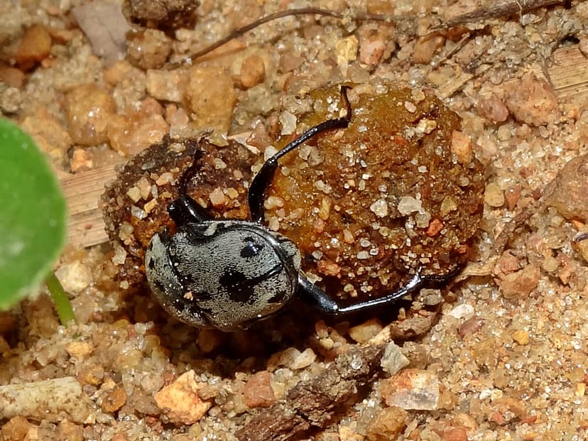 File:DungBeetle.jpg - Wikimedia Commons