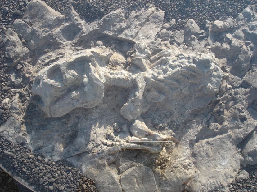 File:Fossil tetrapod.jpg - Wikipedia