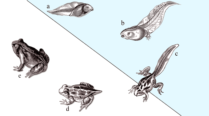 File:Metamorphosis frog Meyers edit3.png - Wikimedia Commons