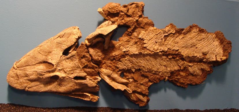 File:Tiktaalik Chicago.JPG - Wikipedia