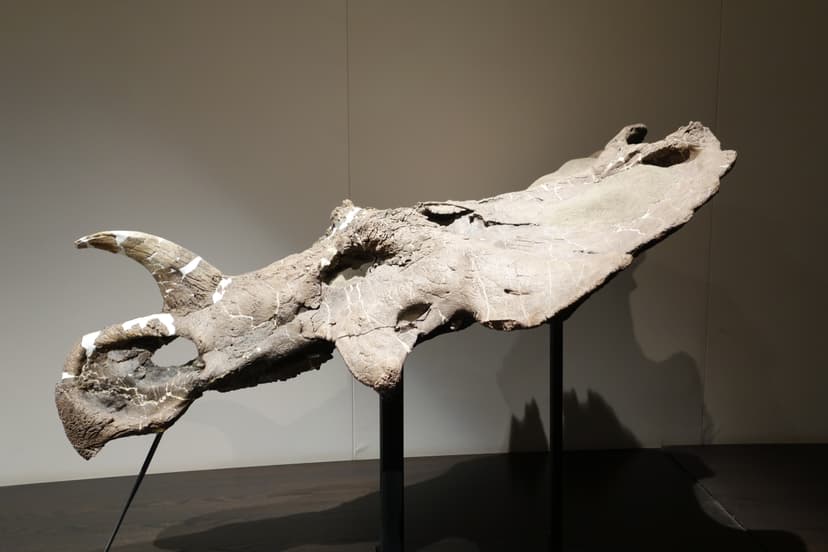 File:Centrosaurus apertus skull Royal Tyrrell.jpg - Wikimedia Commons
