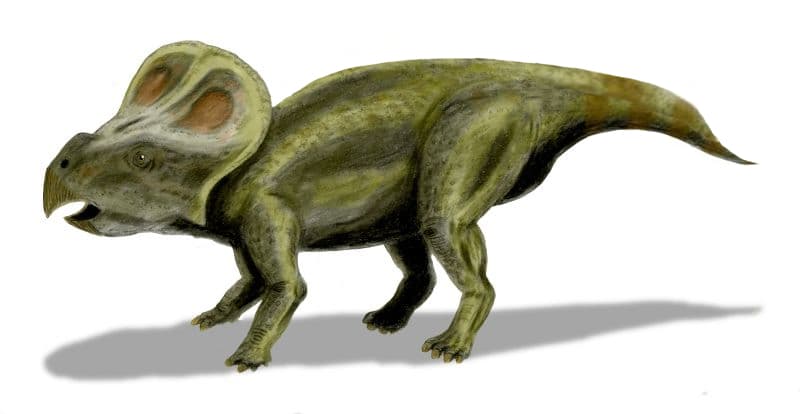 File:Protoceratops BW.jpg - Wikipedia
