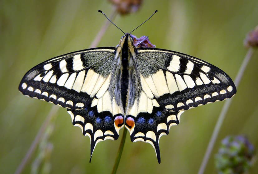 File:Schwalbenschwanz papilio machaon.jpg - 维基百科，自由的百科全书