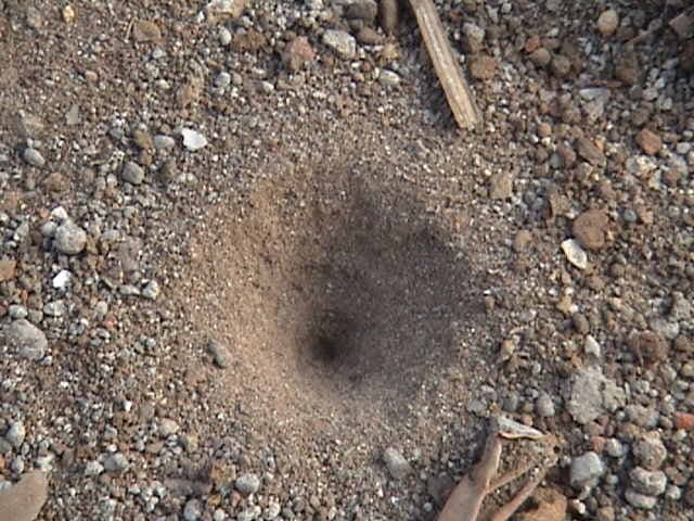 File:Antlion trap.jpg - Wikipedia