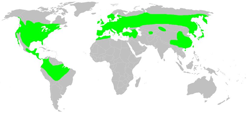 File:Distribution.caudata.1.png - Wikipedia