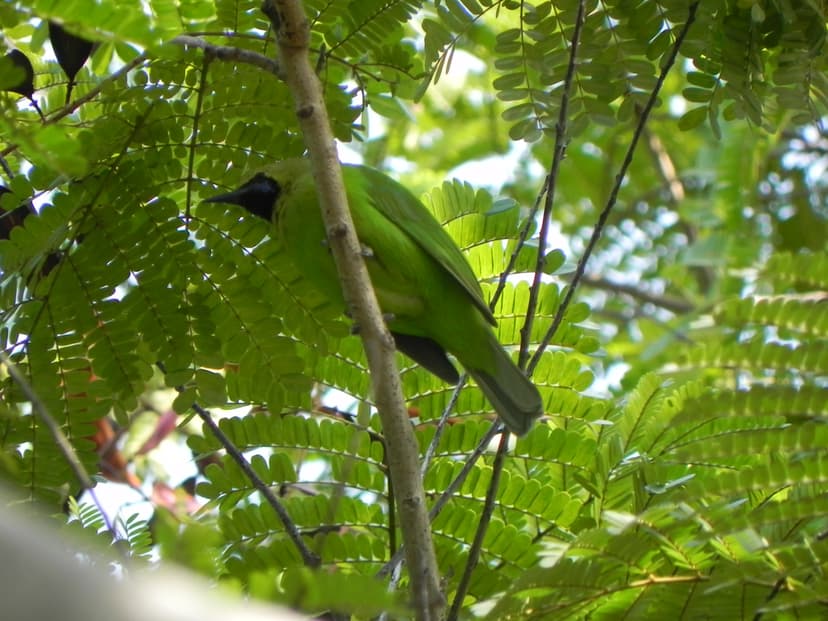File:Greater Green Leafbird camouflage.jpg - Wikimedia Commons