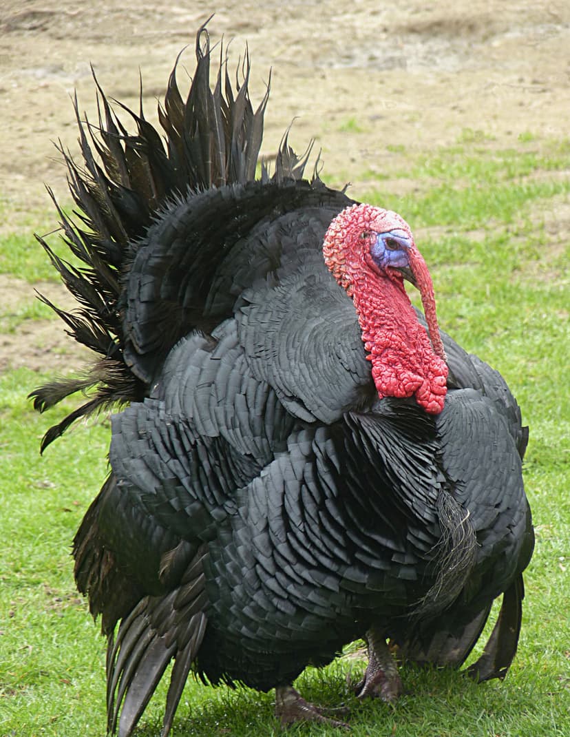 File:Turkey bird J2.JPG - Wikimedia Commons